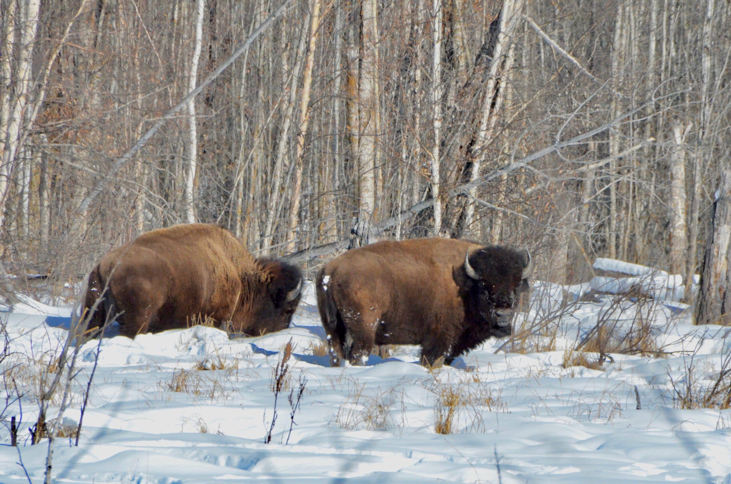 Locations of free-ranging wood bison herds in Canada, showing those that are considered “diseased” and “disease-free”. (From the Wood Bison Recovery Strategy, 2016)