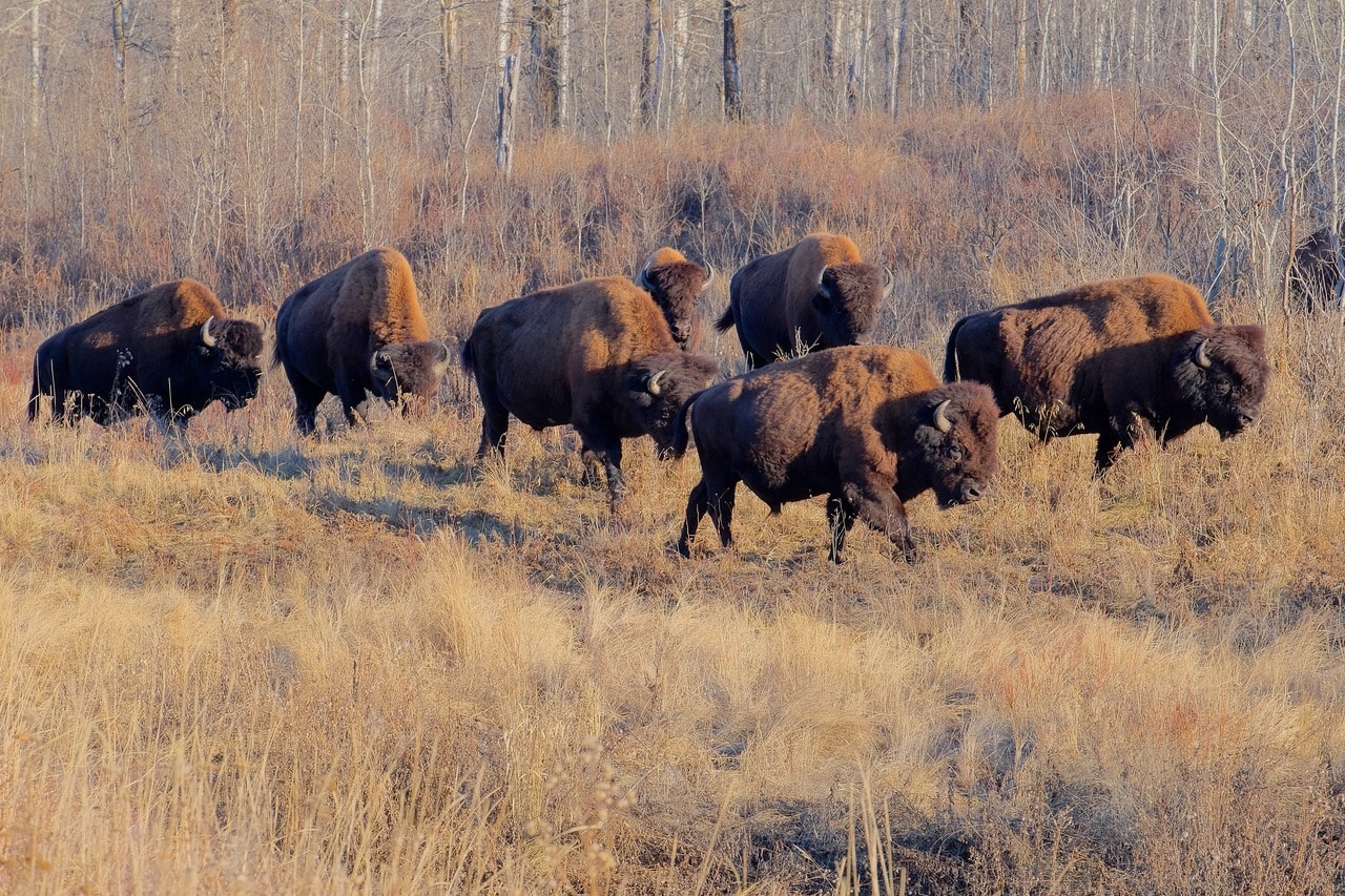 Featured image for “Key Pieces Missing from Environmental and Protected Areas and Forestry and Parks Ministry Letters ”