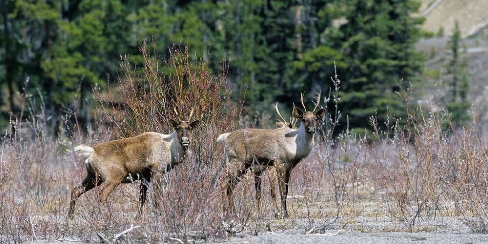 Featured image for “<strong>Canada confirms plans to repopulate at-risk caribou herds with a breeding program in Jasper National Park</strong> ”