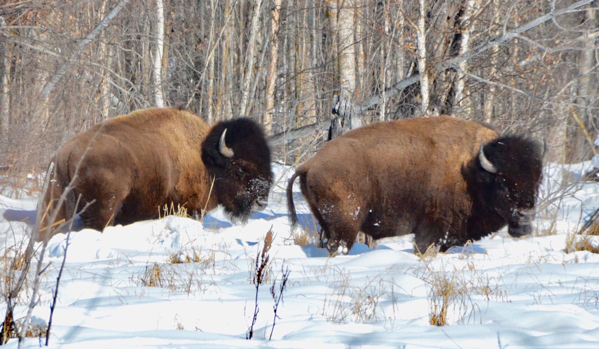 Coal Mining Impacts our Communities & Headwaters