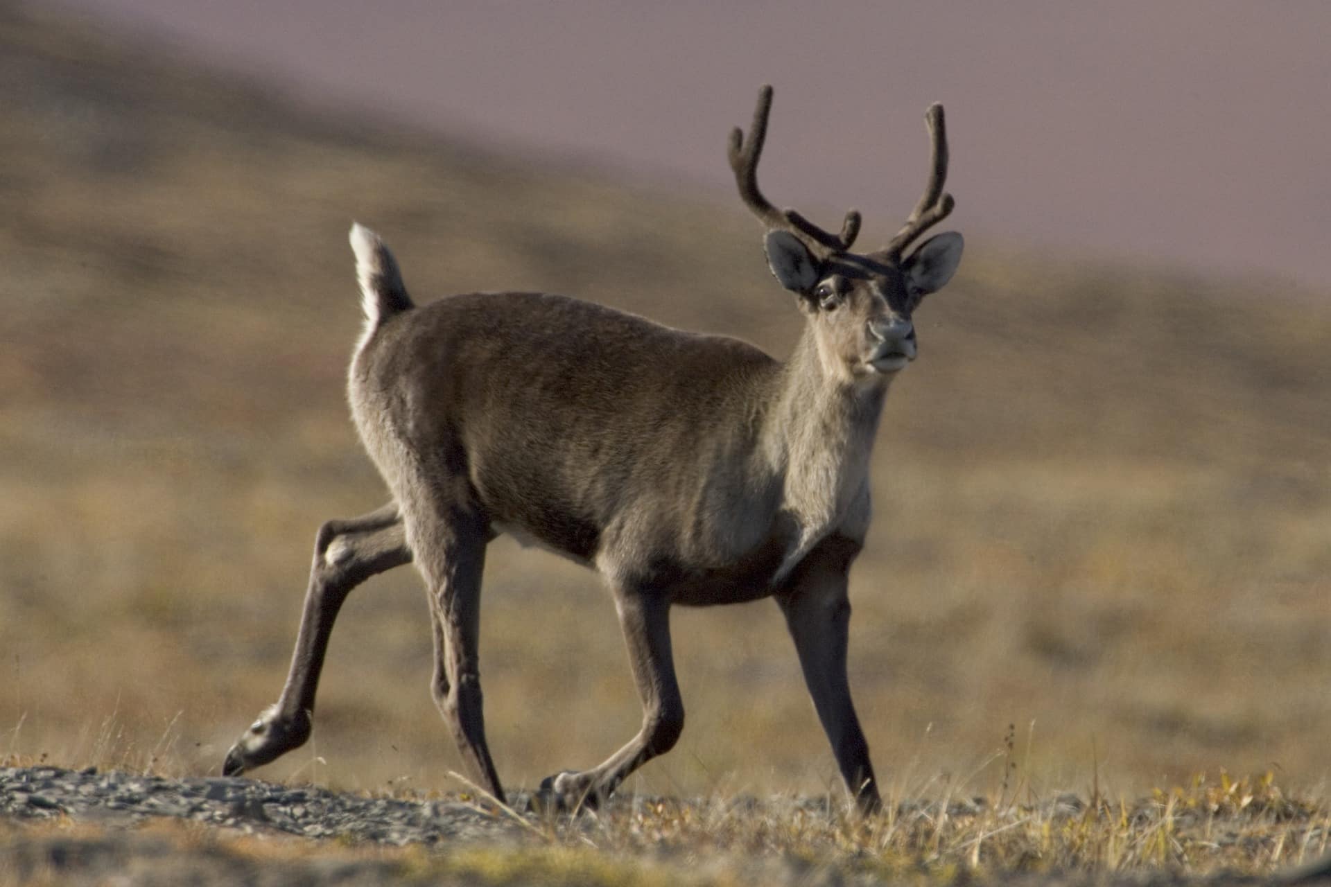 Caribou Image