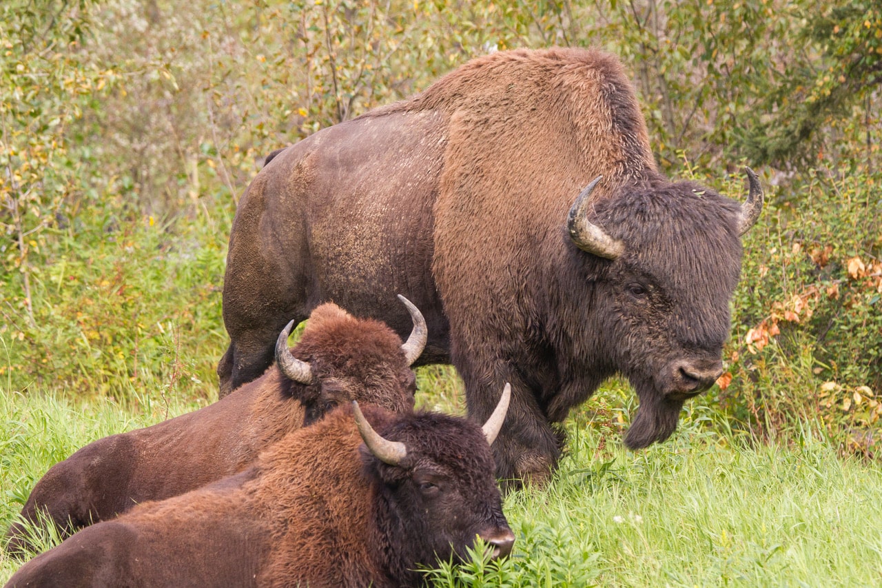 Buffalos