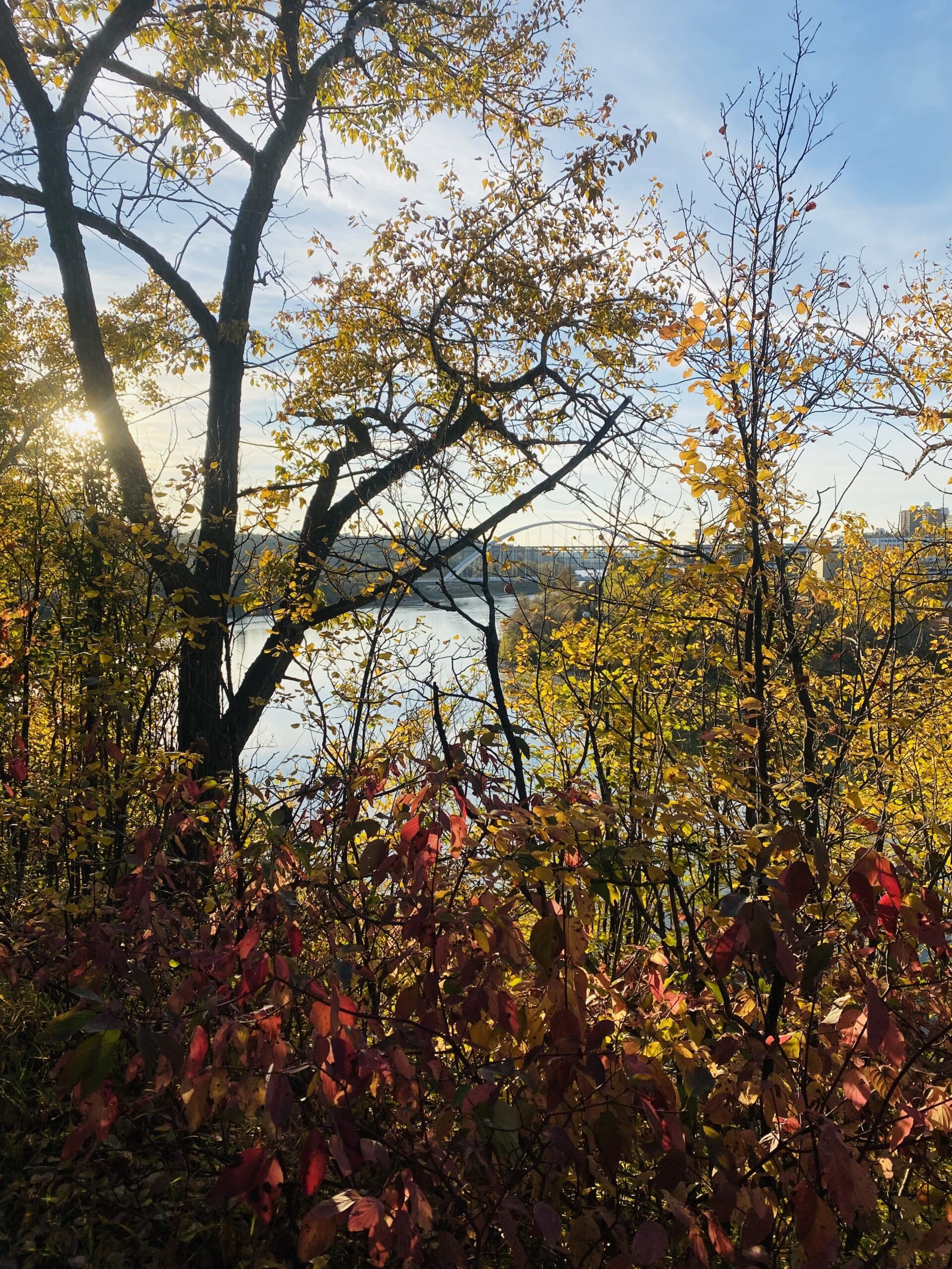 River surrounded by Trees