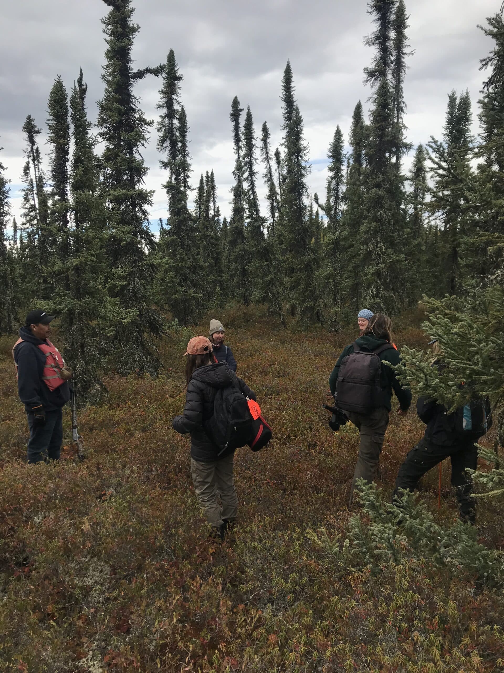 Caribou Image